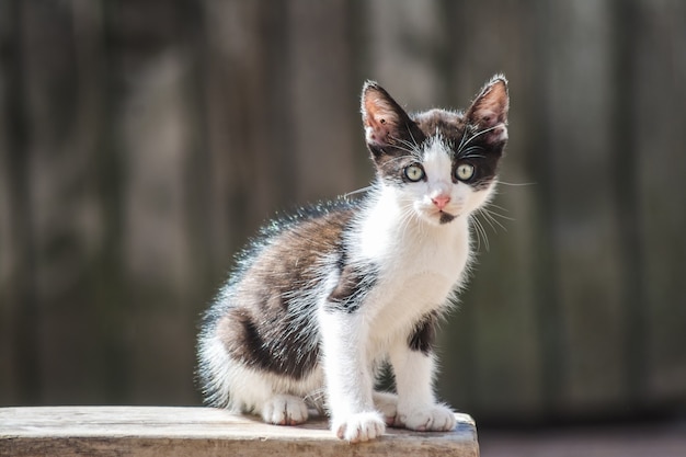 Gros Plan D Un Mignon Petit Chaton Domestique Photo Gratuite