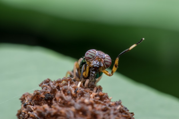 Gros plan mouche ou stratiomyidae Photo Premium