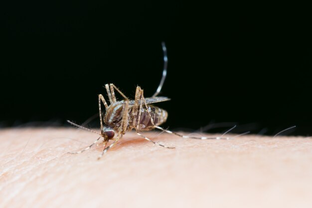 Gros plan, moustique, sucer, sang, sur, peau humaine Photo Premium