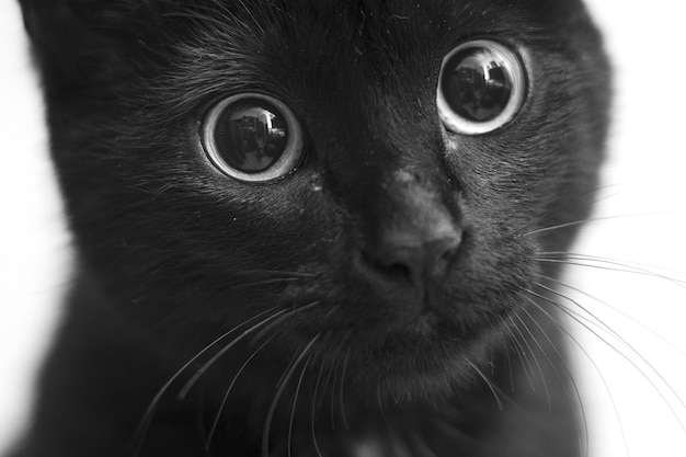 Gros Plan En Niveaux De Gris D Un Chat Noir Avec De Jolis Yeux Photo Gratuite