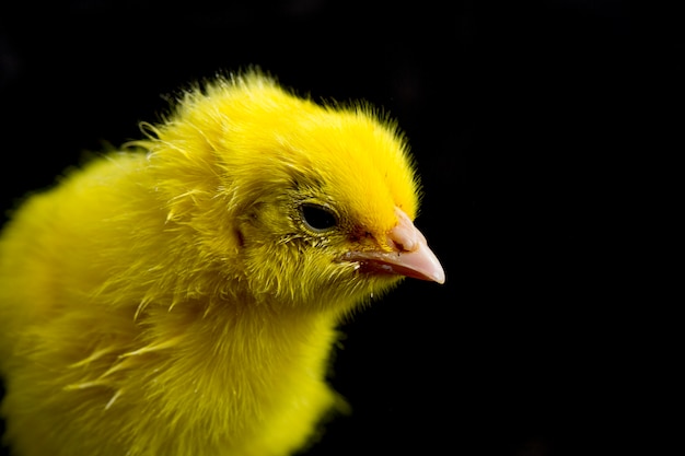 Gros Plan De A Nouveau Ne Poussin Jaune Photo Premium