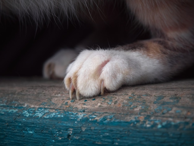 Gros Plan De Patte De Chat Photo Premium