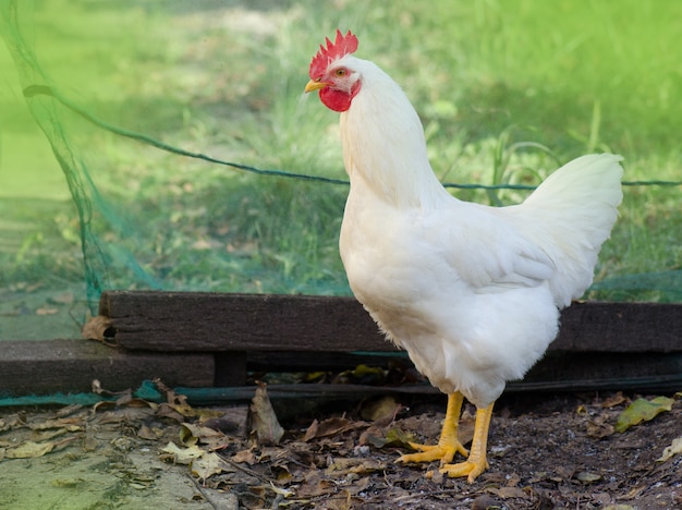 Quel est le prix d'un coq vivant ?