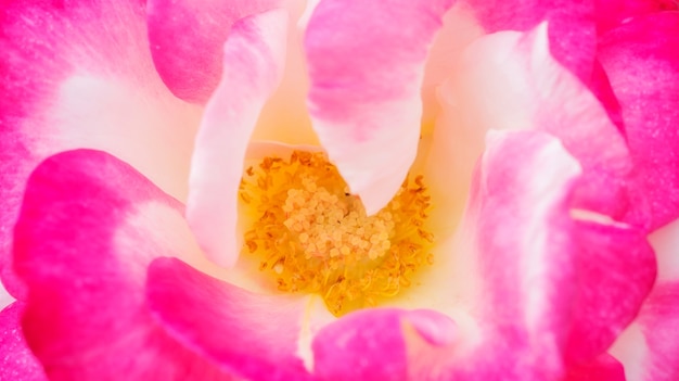 Gros Plan De Pollen Dune Fleur Rose Télécharger Des