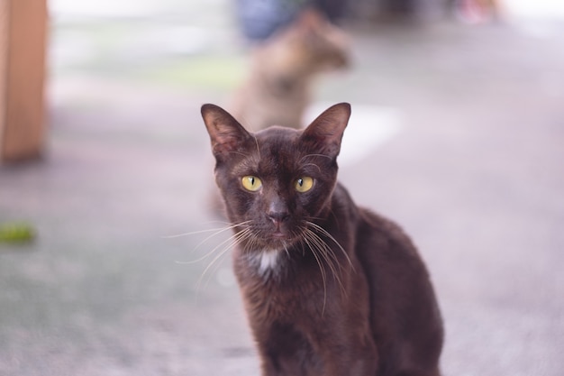 Gros Plan Portrait Chat Noir Regardant La Camera Avec De Grands Yeux Jaunes Photo Premium