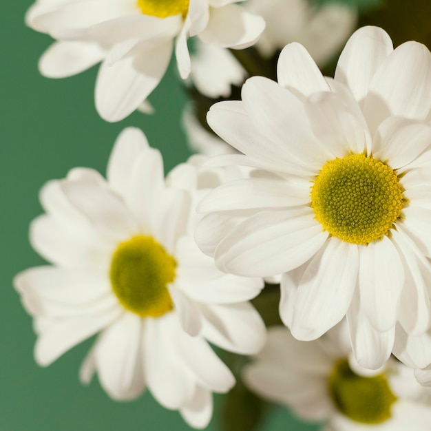 Gros Plan De Printemps Marguerites Photo Gratuite