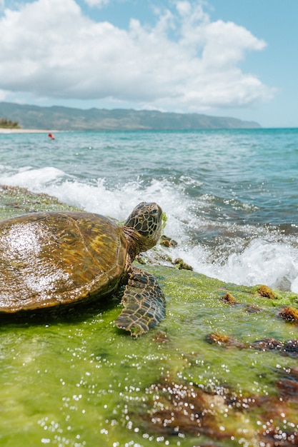 Gros Plan S Lectif Tourn D Une Tortue De Mer Ridley Du Pacifique Brun