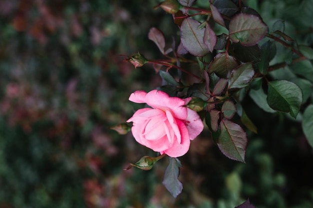 Gros Plan Dune Seule Fleur Rose Rose Télécharger Des