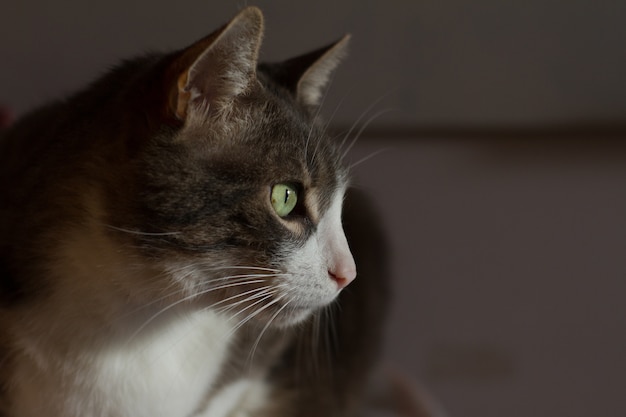 Gros Plan De La Tete D Un Chat Noir Et Blanc Aux Yeux Verts Photo Gratuite