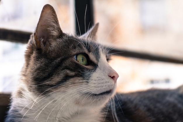 Gros Plan De La Tete D Un Chat Noir Et Blanc Aux Yeux Verts Photo Gratuite