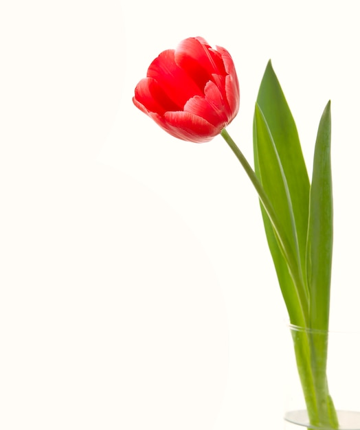 Gros Plan De Tulipe Rouge Photo Gratuite