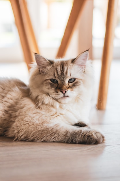 Gros Plan Vertical D Un Chat Mignon Regardant En Position Couchee Sur Le Plancher En Bois Photo Gratuite