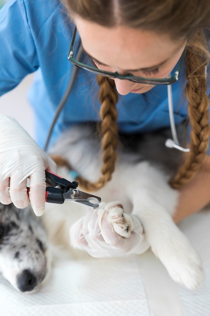 Gros Plan Vétérinaire Couper Ongle Du Chien Ongle