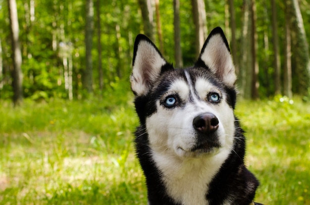 Gros Plan Sur Les Yeux Bleus D Un Beau Chien Husky Chien Husky Siberien A L Exterieur Photo Premium