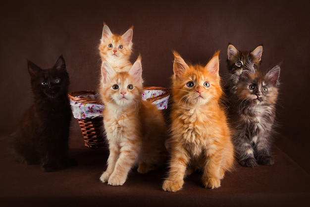 Groupe De Beaux Chatons Maine Coon Moelleux De Differentes Couleurs Photo Premium