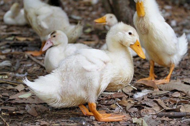 Groupe Bebe Oie Reste Sous L Arbre En Ete A La Ferme Thailande Photo Premium