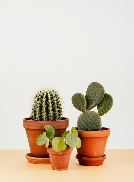 Groupe de cactus dans des pots de fleurs Photo gratuit