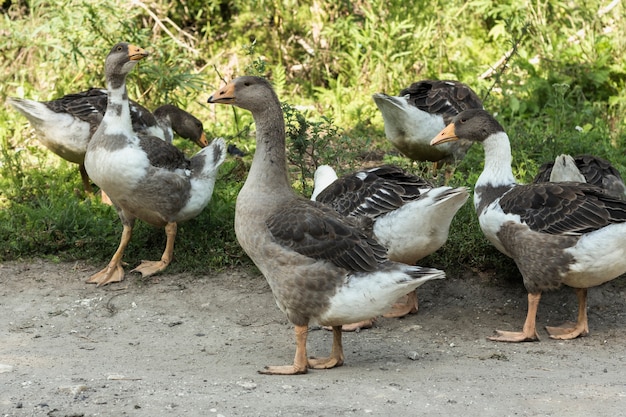 Groupe de canards domestiques dans la nature aux ailes déployées Photo gratuit