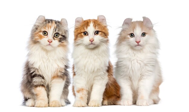 Groupe De Chatons Photo Premium