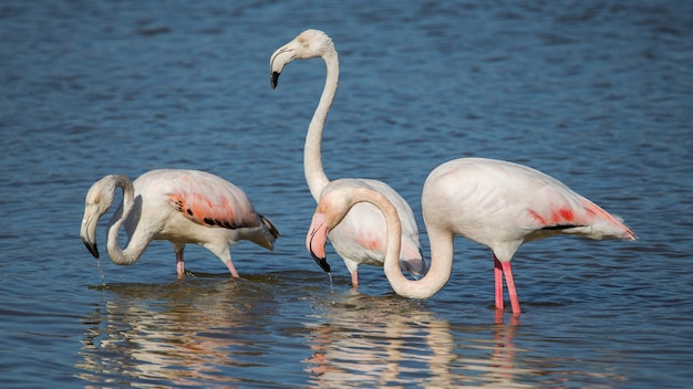 Groupe De Flamants Roses Phoenicopterus Roseus Dans Le Parc Naturel Des Marais Photo Premium