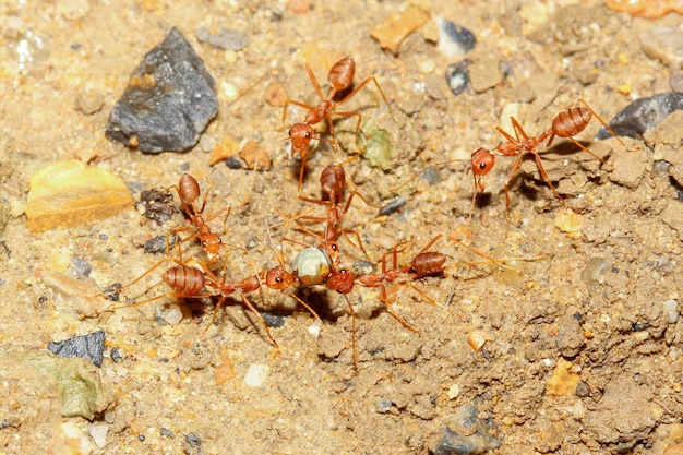 Groupe De Fourmis Rouges Marchant Et Ramassant De La Nourriture Au Nid Sur Le Sol De Sable Photo Premium