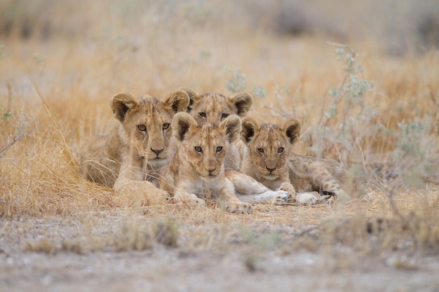 Groupe De Lions Bebe Mignon Couche Parmi L Herbe Au Milieu D Un Champ Photo Gratuite