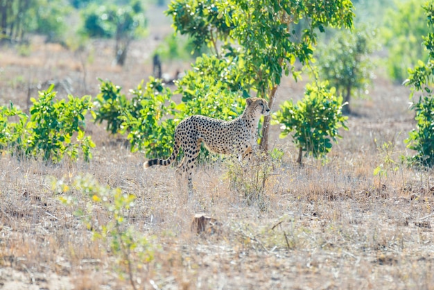 Guépard en position de chasse prêt à courir pour une embuscade. parc national kruger, afrique du sud. Photo Premium