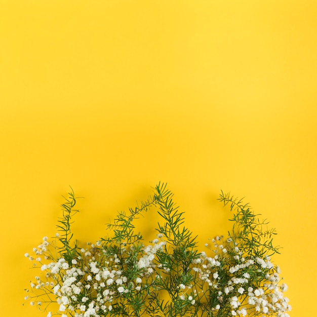 L Haleine De Bebe Fleurit Et Laisse Sur Fond Jaune Photo Gratuite