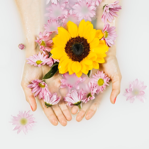 Haute vue angle, de, jaune, et, rose, fleurs, dans, clair, eau blanche Photo gratuit