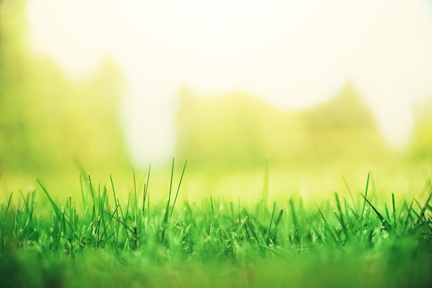 Herbe de printemps verte fraîche avec effet de fuites de soleil. fond de nature abstraite. bannière Photo Premium