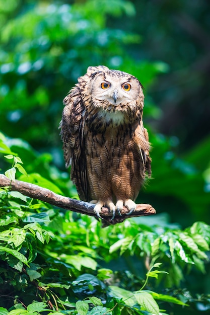 hibou sur branche 