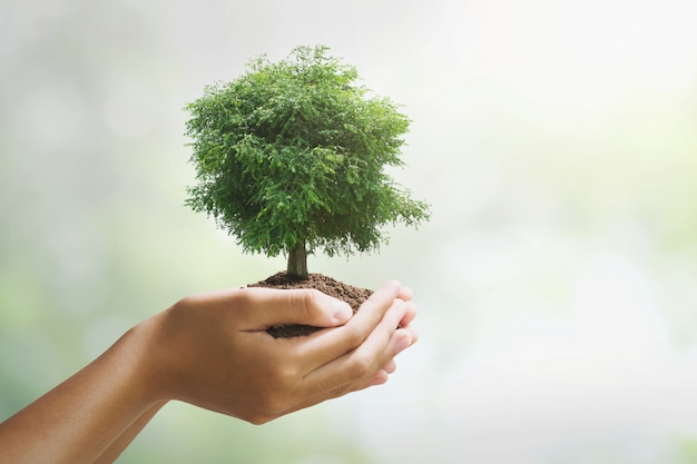 Holdig grand arbre qui pousse sur fond vert. concept de journée écologique Photo Premium