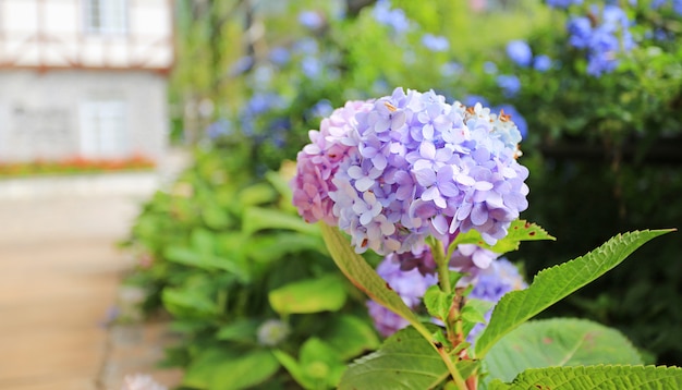 Hortensia en fleurs dans le jardin. Photo Premium