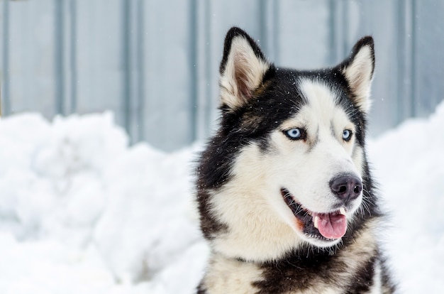 Husky Sibérien Aux Yeux Bleus Le Chien Husky A Une Robe