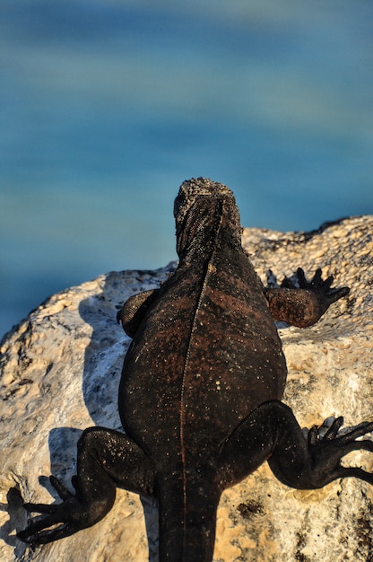 Iguane sur un rocher aux galapagos Photo Premium
