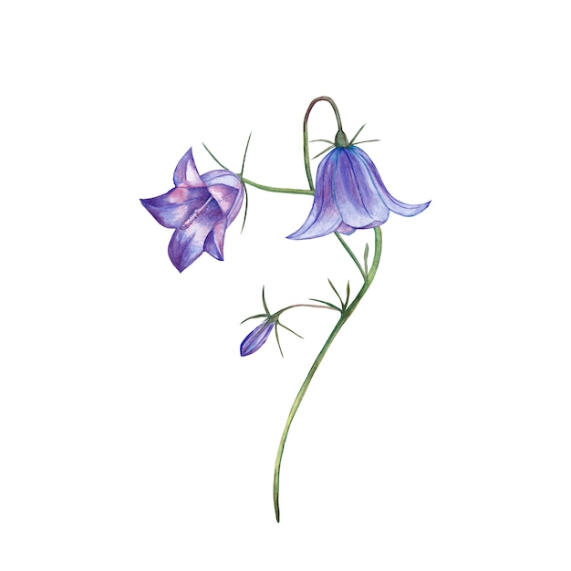 Illustration De Campanule Violet R aliste Peinture  L 