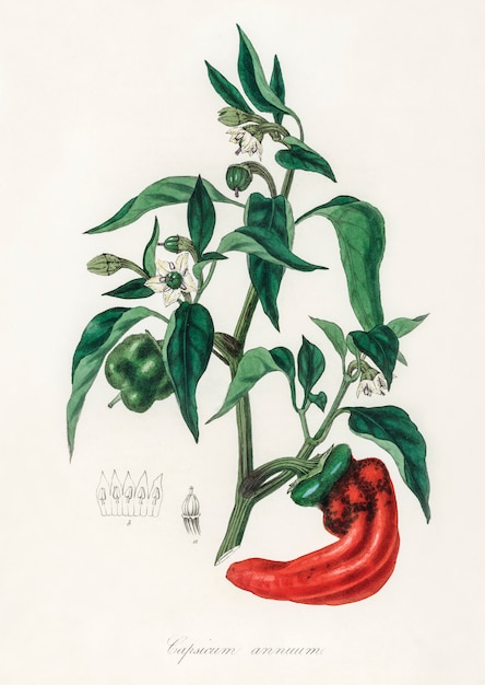 Illustration de poivrons doux et piments (capsicum annuum) de medical botany Photo gratuit