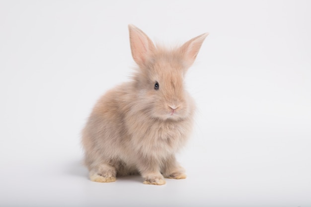 L Image D Un Mignon Petit Lapin Brun Sur Fond Blanc Photo Premium