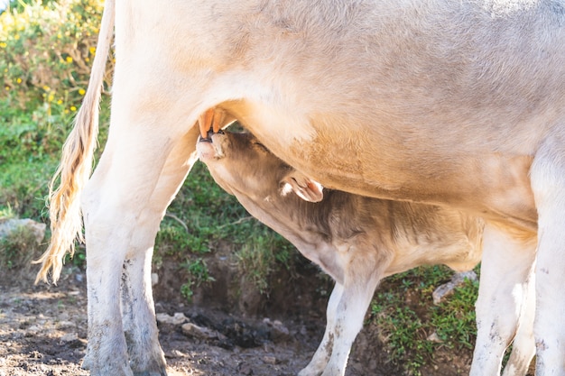 Image D Une Vache Nourrissant Son Bebe Avec Du Lait Dans La Nature Photo Premium