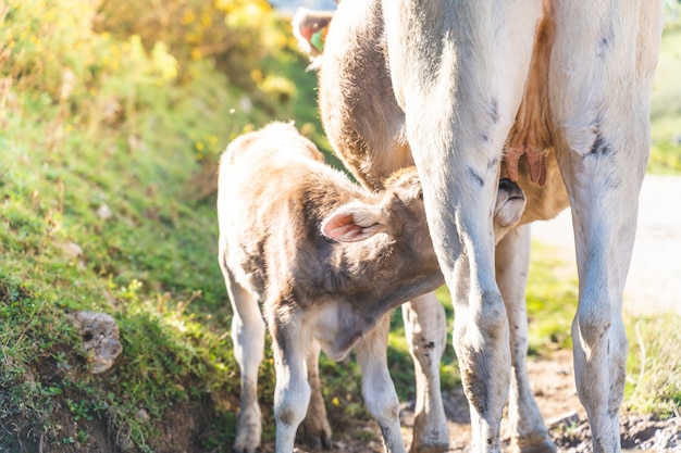 Image D Une Vache Nourrissant Son Bebe Avec Du Lait Dans La Nature Photo Premium