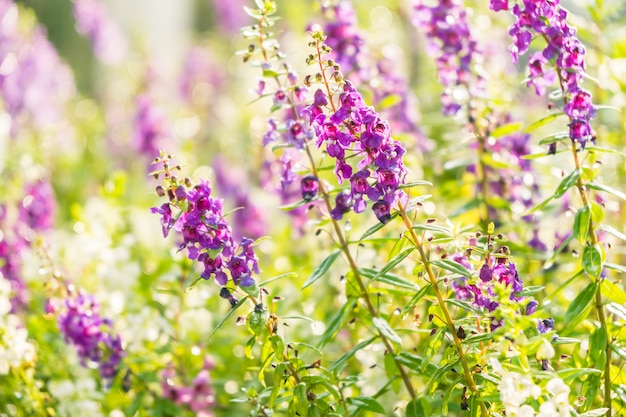 Jardin De Fleurs De Lavande Photo Gratuite