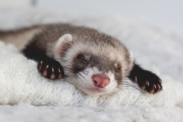 Jeune Bebe Furet Posant Dans Son Lit Photo Premium