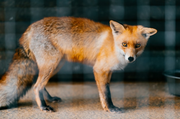 Jeune Bebe Renard Roux En Captivite Au Zoo Animal Effraye Mignon Et Charmant Avec Des Yeux Etroits Intelligents Et Malins Debout Dans Une Cage Photo Premium