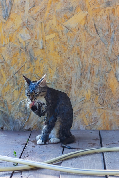 Un Jeune Chat Gris Rustique Et Humide Apres Le Bain Se Leche La Patte Photo Premium