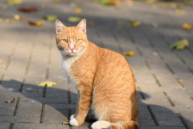 Jeune Chat Mignon Avec Un Regard Expressif Et Des Yeux Jaunes Se Trouve Sur La Route Sous La Lumiere Du Soleil Photo Premium