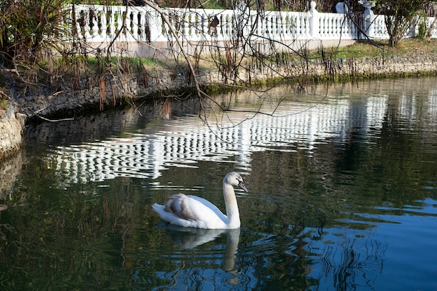 Un Jeune Cygne Blanc Aux Plumes Brunes Flotte Sur Un Etang Entoure D Une Balustrade Blanche Bebe Cygne Photo Premium