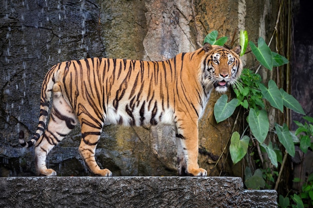 Jeune Tigre De Sumatra  Debout Dans L atmosph re Naturelle 