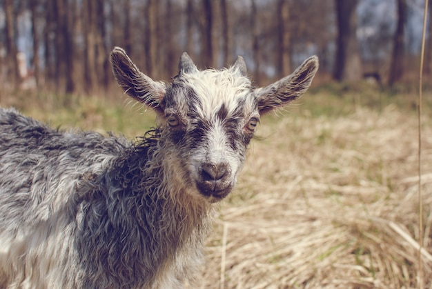 Joli Bebe Chevre Avec Petites Cornes Chevre Grise Sur La Tete Et Le Cou Chevre Dans Le Champ Photo Premium