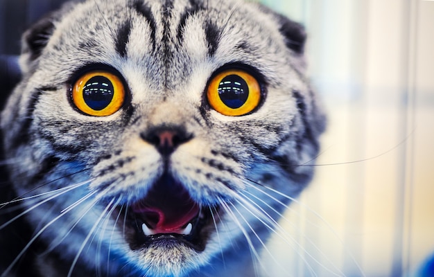 Joli Chat Choque Aux Yeux Jaunes Photo Premium