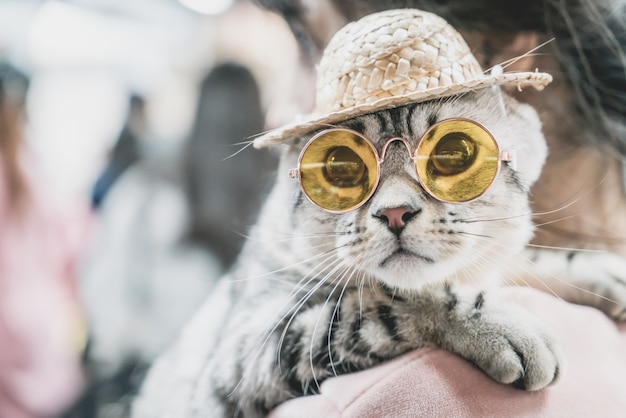 Joli Chat Gris Avec Des Lunettes De Soleil Et Un Chapeau Photo Premium